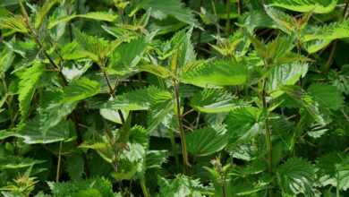 nettle, urtica, urticaceae