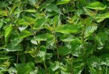 nettle, urtica, urticaceae, plant, burn, nature, botany, small nettle, urtica urens, pus nettle, herb, medicinal herb, medicinal plant, naturopathy, herbal medicine, green, weed, wild herb, leaf, nettle leaf, meadow herbs, burning hair, meadow, nettle, nettle, nettle, nettle, nettle, herbal medicine, weed, weed