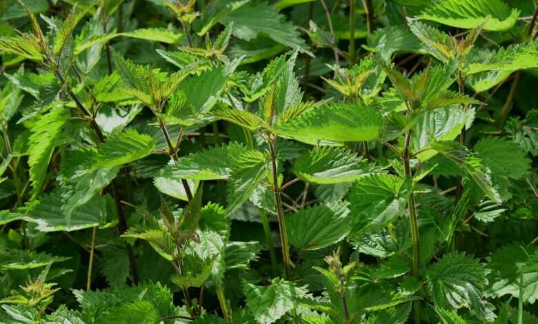 nettle, urtica, urticaceae, plant, burn, nature, botany, small nettle, urtica urens, pus nettle, herb, medicinal herb, medicinal plant, naturopathy, herbal medicine, green, weed, wild herb, leaf, nettle leaf, meadow herbs, burning hair, meadow, nettle, nettle, nettle, nettle, nettle, herbal medicine, weed, weed