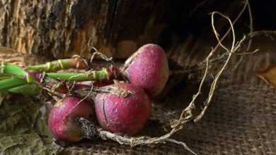 radishes, crop, harvest