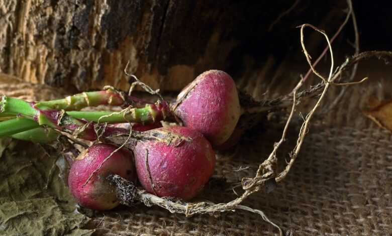 radishes, crop, harvest