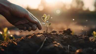 seedling, seed, fields