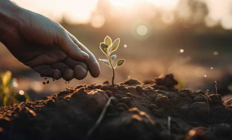 seedling, seed, fields