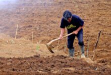 farmer, nature, digging, garden, field, excavate