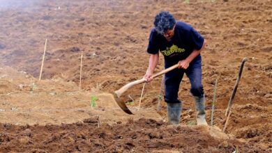 farmer, nature, digging, garden, field, excavate