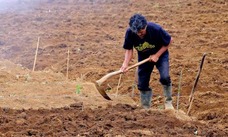 farmer, nature, digging