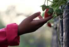 strawberry, hand, fruit, kid hand, touch, strawberry, strawberry, strawberry, hand, hand, hand, hand, touch, touch, touch, touch, touch