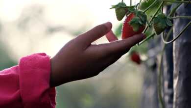 strawberry, hand, fruit, kid hand, touch, strawberry, strawberry, strawberry, hand, hand, hand, hand, touch, touch, touch, touch, touch