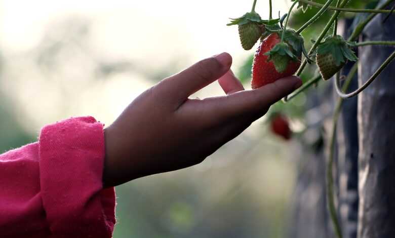 strawberry, hand, fruit, kid hand, touch, strawberry, strawberry, strawberry, hand, hand, hand, hand, touch, touch, touch, touch, touch