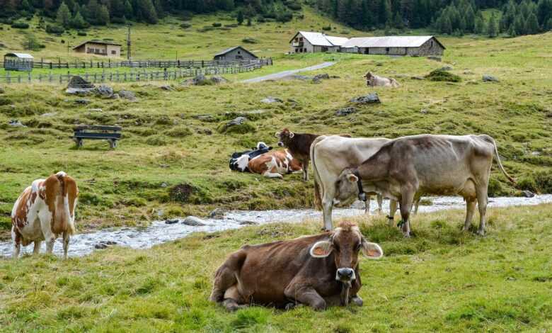 cows, mountain, lawn, nature, animals, trentino, green, italy, landscape, farm, cows, landscape, farm, farm, farm, farm, farm