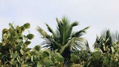 Green Leafed Plants