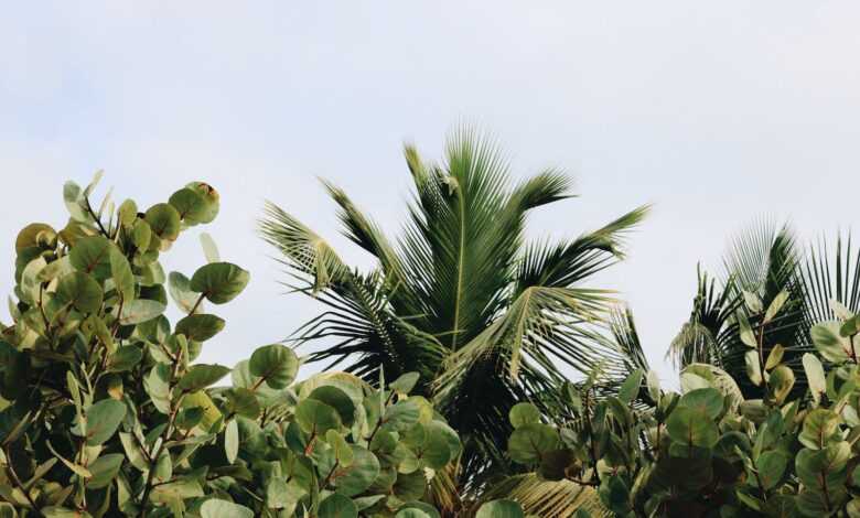 Green Leafed Plants