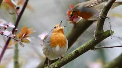 robin, songbird, feeding