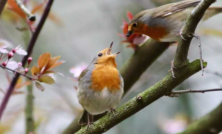 robin, songbird, feeding