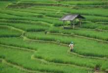 rice field, paddy field, agriculture, farming, farm, nature, green, rice field, agriculture, agriculture, agriculture, agriculture, agriculture, farming, farm