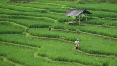 rice field, paddy field, agriculture, farming, farm, nature, green, rice field, agriculture, agriculture, agriculture, agriculture, agriculture, farming, farm