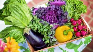 vegetables, garden, harvest, organic, gardening, lettuce, nature, nutrition, produce, fresh, fresh vegetables, assorted, garden vegetables, healthy