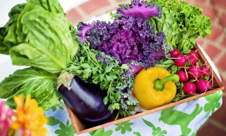 vegetables, garden, harvest, organic, gardening, lettuce, nature, nutrition, produce, fresh, fresh vegetables, assorted, garden vegetables, healthy