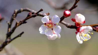 blossom, bloom, tree