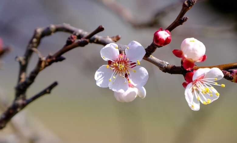 blossom, bloom, tree