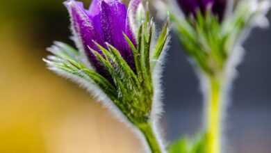 flower, flower stalk, beautiful flowers