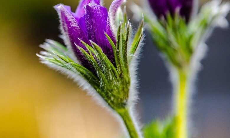 flower, flower stalk, beautiful flowers