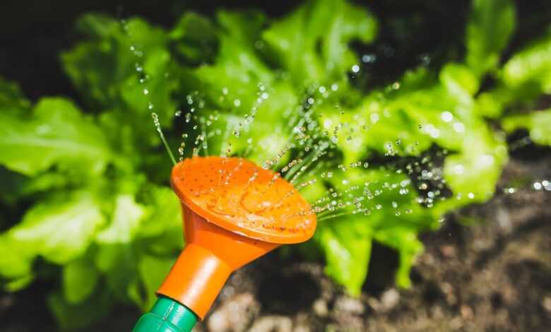 watering, watering can, plant