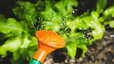 watering, watering can, plant