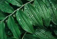 Water Droplets on Green Leaves