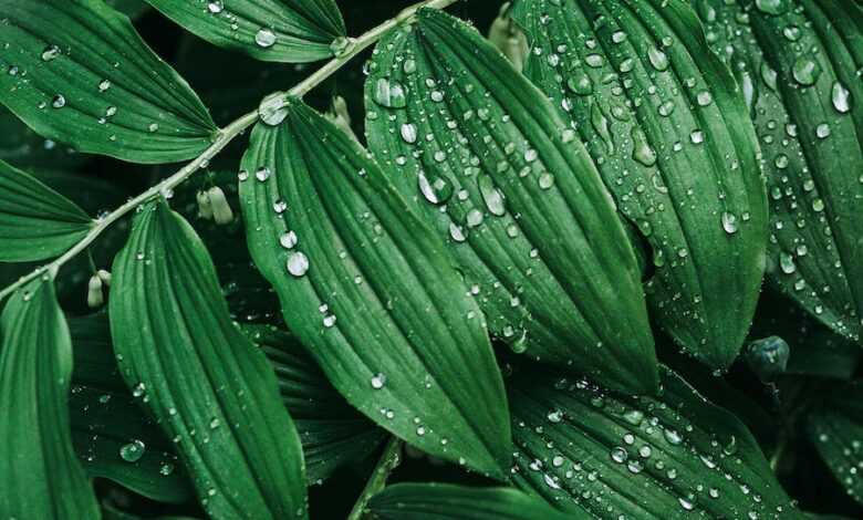 Water Droplets on Green Leaves