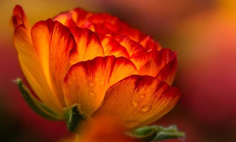 flower, orange flower, blossom