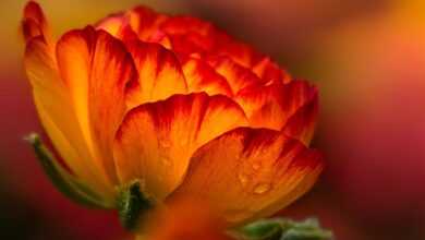 flower, orange flower, blossom