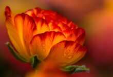 flower, orange flower, blossom