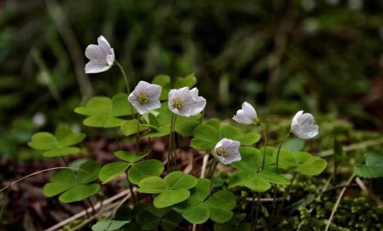 forest floor, four leaf clover, sorrel, wild plant, blossoms, green, white flowers