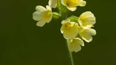 flower, flower wallpaper, cowslip