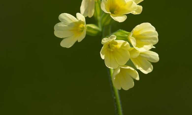 flower, flower wallpaper, cowslip