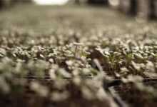 vegetable, sprout, plants, growth, botany, nature, garden, agriculture, outdoors, field