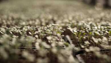 vegetable, sprout, plants, growth, botany, nature, garden, agriculture, outdoors, field