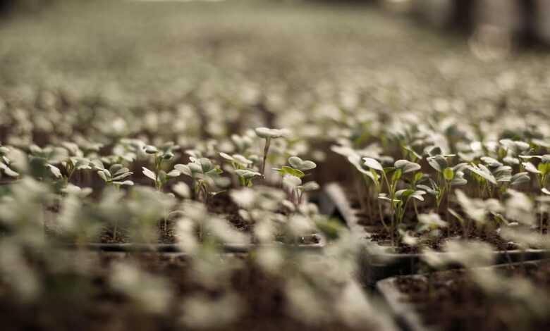 vegetable, sprout, plants, growth, botany, nature, garden, agriculture, outdoors, field
