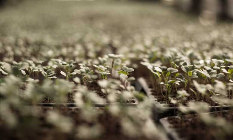 vegetable, sprout, nature