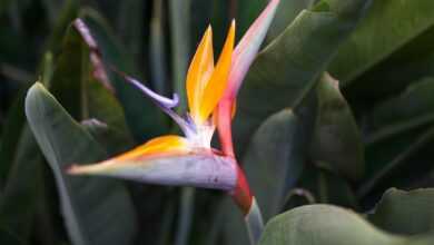 flower, beautiful flowers, plant, leaves, flora, botany, bird of paradise, flower wallpaper, tropical, flower, flower background, nature, bird of paradise, bird of paradise, bird of paradise, bird of paradise, bird of paradise