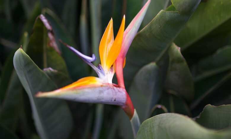 flower, beautiful flowers, plant, leaves, flora, botany, bird of paradise, flower wallpaper, tropical, flower, flower background, nature, bird of paradise, bird of paradise, bird of paradise, bird of paradise, bird of paradise