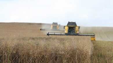mower, oilseed rape, agriculture, landscape, farm, field, agriculture, agriculture, agriculture, agriculture, agriculture