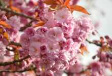 flower, cherry blossoms, oriental cherry, east asian cherry, spring, spring awakening, prunus serrulata, japanese cherry, flora, nature, blooming branches, bloom, japanese cherry blossom, flower magic, flower background, blossoms, flowers, flower wallpaper, cherry blossom, flowering branches, blooming, japanese cherry blossoms, beautiful flowers, blooms