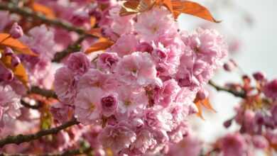 flower, cherry blossoms, oriental cherry, east asian cherry, spring, spring awakening, prunus serrulata, japanese cherry, flora, nature, blooming branches, bloom, japanese cherry blossom, flower magic, flower background, blossoms, flowers, flower wallpaper, cherry blossom, flowering branches, blooming, japanese cherry blossoms, beautiful flowers, blooms