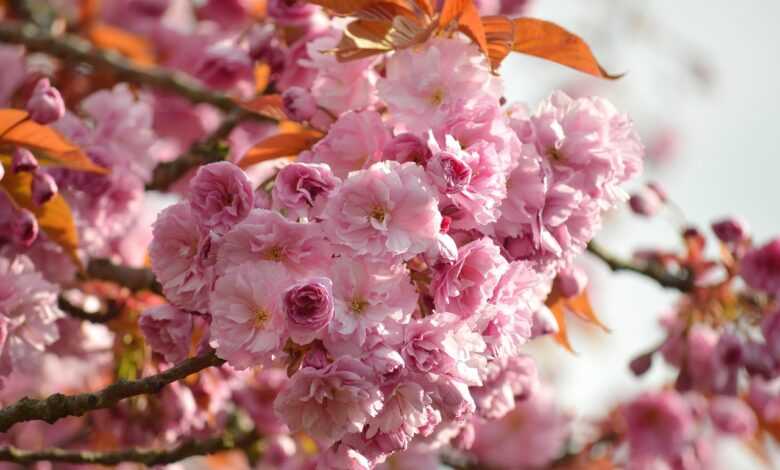 flower, cherry blossoms, oriental cherry, east asian cherry, spring, spring awakening, prunus serrulata, japanese cherry, flora, nature, blooming branches, bloom, japanese cherry blossom, flower magic, flower background, blossoms, flowers, flower wallpaper, cherry blossom, flowering branches, blooming, japanese cherry blossoms, beautiful flowers, blooms