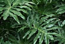 philodendron, leaves, plant, foliage, green, greenery, nature, tropical, plant, plant, plant, plant, plant