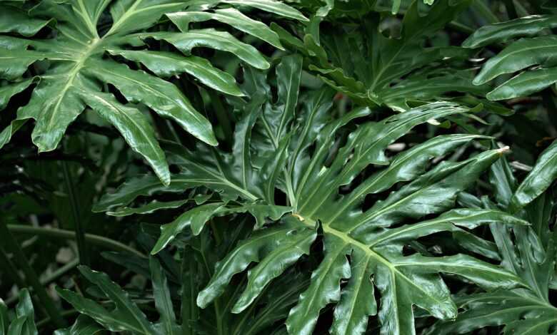 philodendron, leaves, plant, foliage, green, greenery, nature, tropical, plant, plant, plant, plant, plant