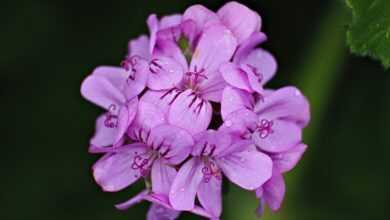 flower, geranium, leaves