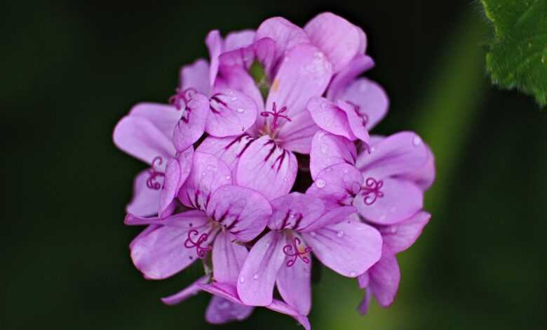 flower, geranium, leaves